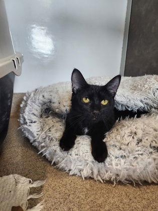 Giselle, Adoptable, Young Female Domestic Short Hair.