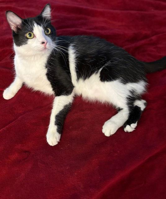 Mr. "BO"jangles - A Super Great Cat!