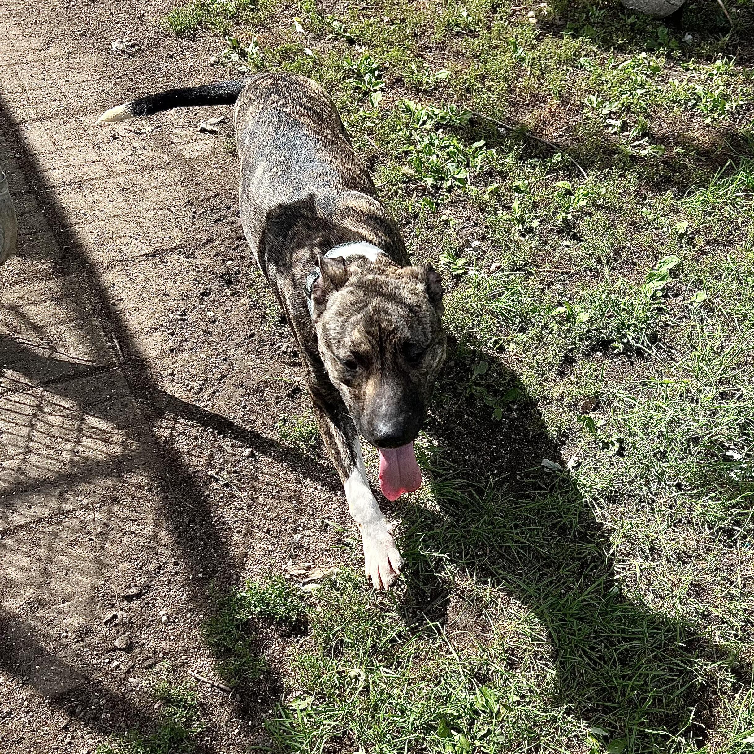 Enlarge Gremlin - NO FEE (Sponsored by Figueroas Construction), a Adoptable mixed breed in Fairmont, MN image 5/6