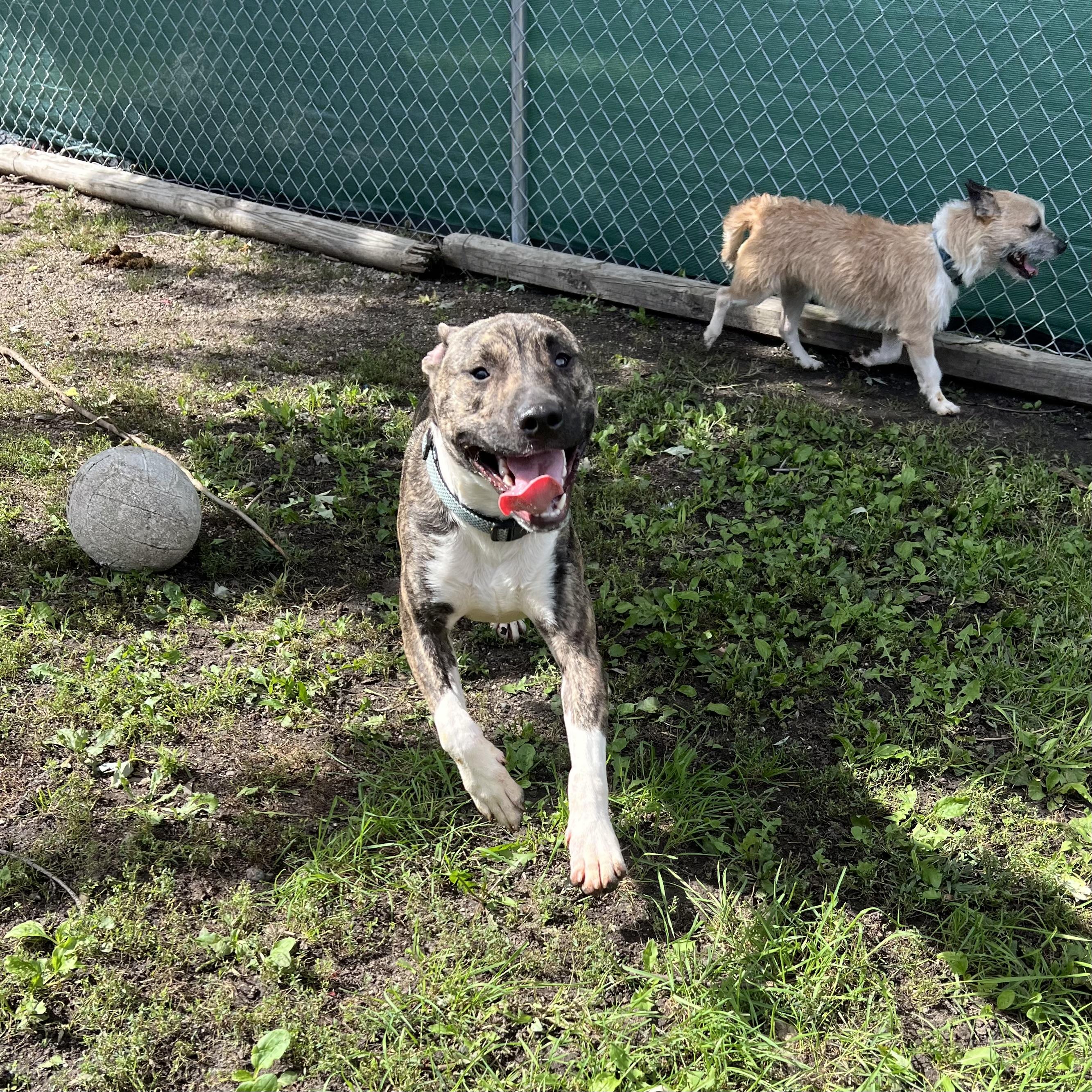 Enlarge Gremlin - NO FEE (Sponsored by Figueroas Construction), a Adoptable mixed breed in Fairmont, MN image 1/6