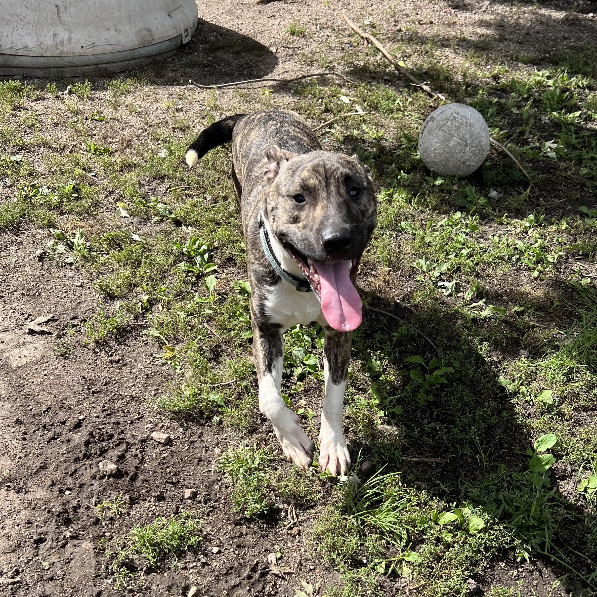Enlarge Gremlin - NO FEE (Sponsored by Figueroas Construction), a Adoptable mixed breed in Fairmont, MN image 3/6