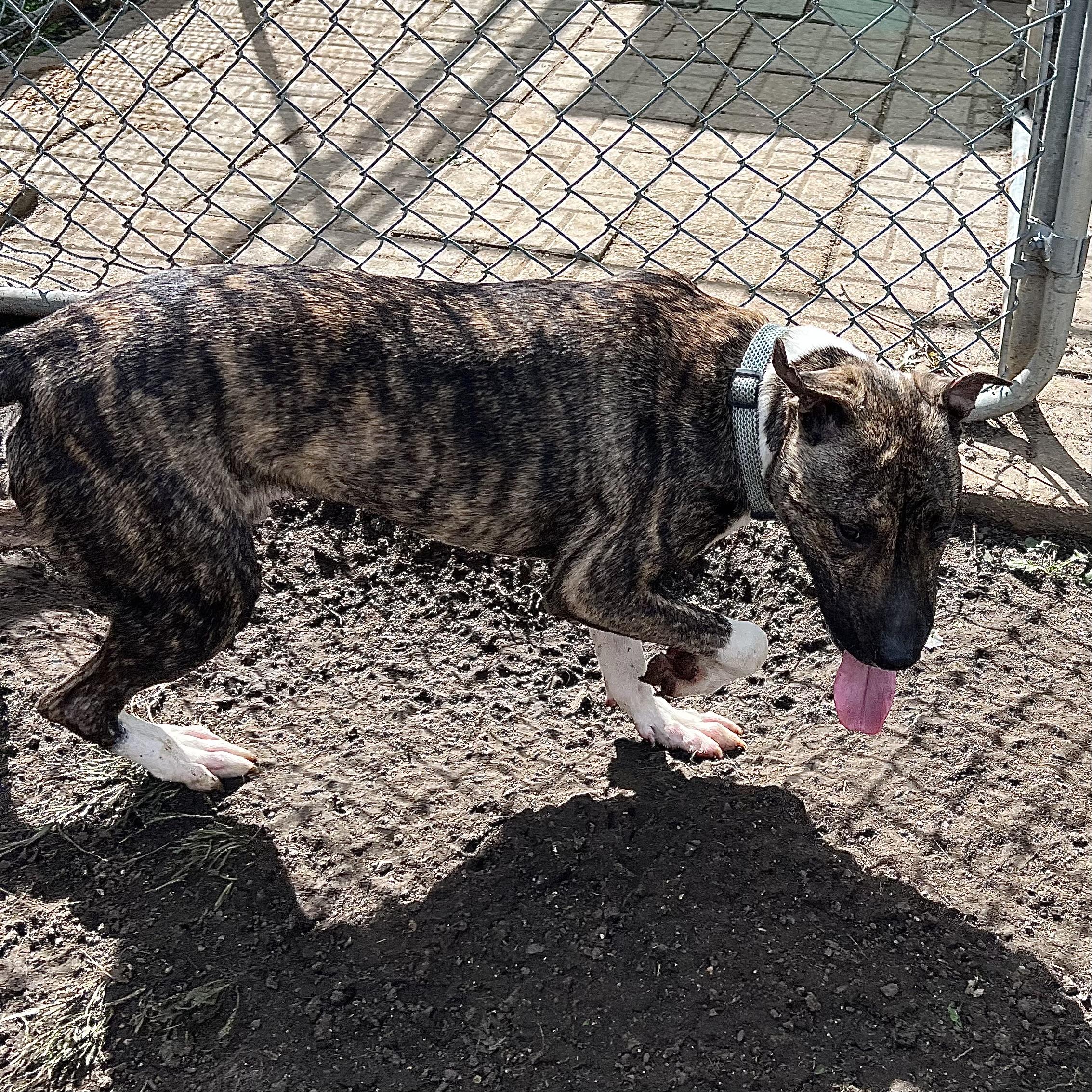 Enlarge Gremlin - NO FEE (Sponsored by Figueroas Construction), a Adoptable mixed breed in Fairmont, MN image 6/6