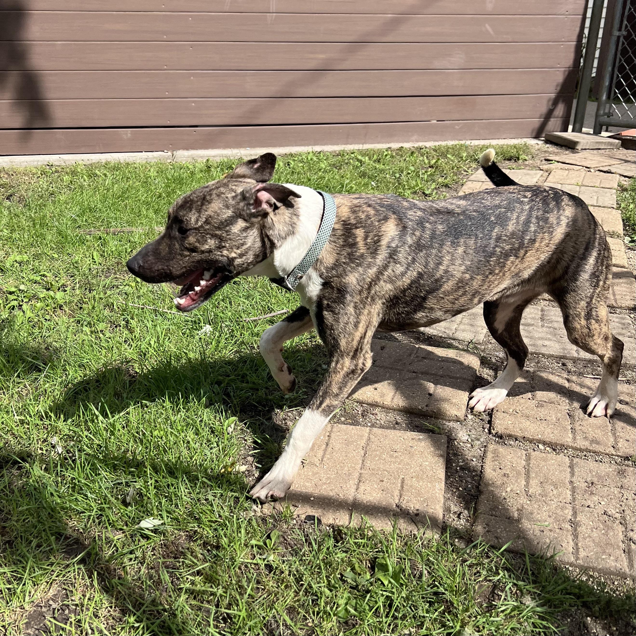 Enlarge Gremlin - NO FEE (Sponsored by Figueroas Construction), a Adoptable mixed breed in Fairmont, MN image 2/6