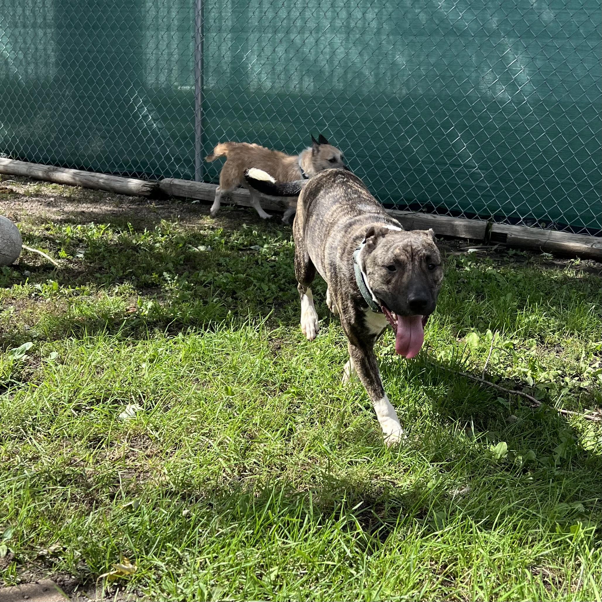 Enlarge Gremlin - NO FEE (Sponsored by Figueroas Construction), a Adoptable mixed breed in Fairmont, MN image 4/6