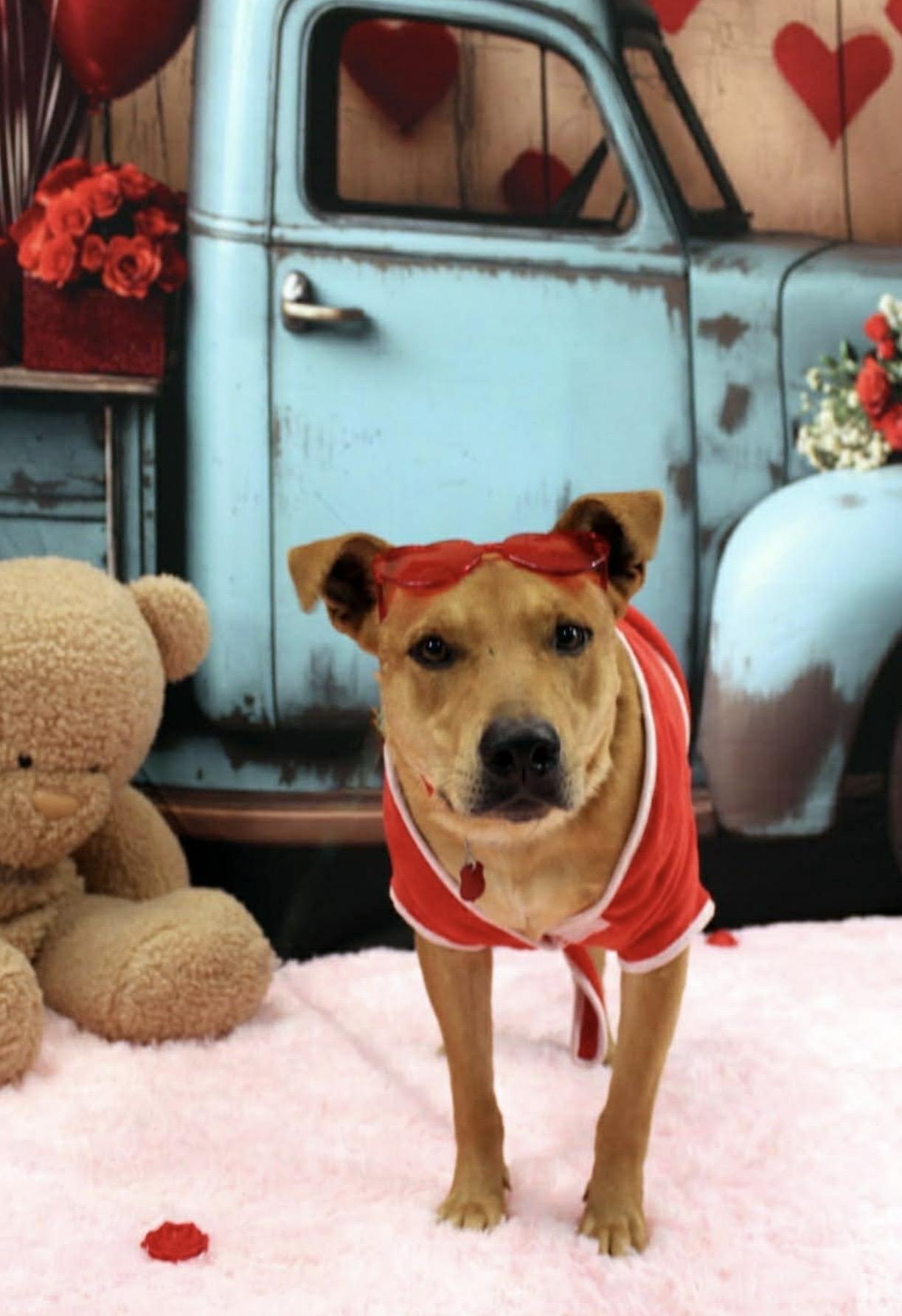 Canelo , a ADOPTABLE mixed breed in Pelham, NH image 5/6