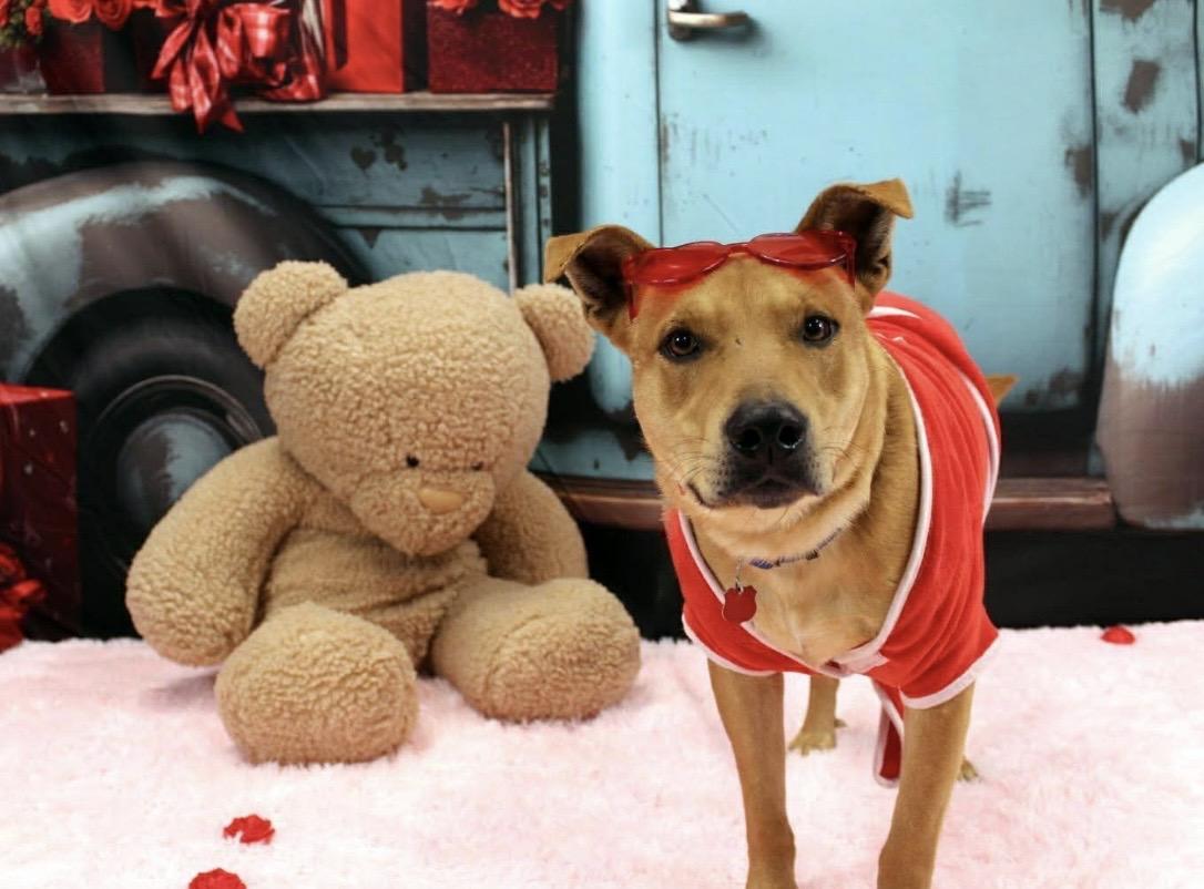Canelo , a ADOPTABLE mixed breed in Pelham, NH image 6/6