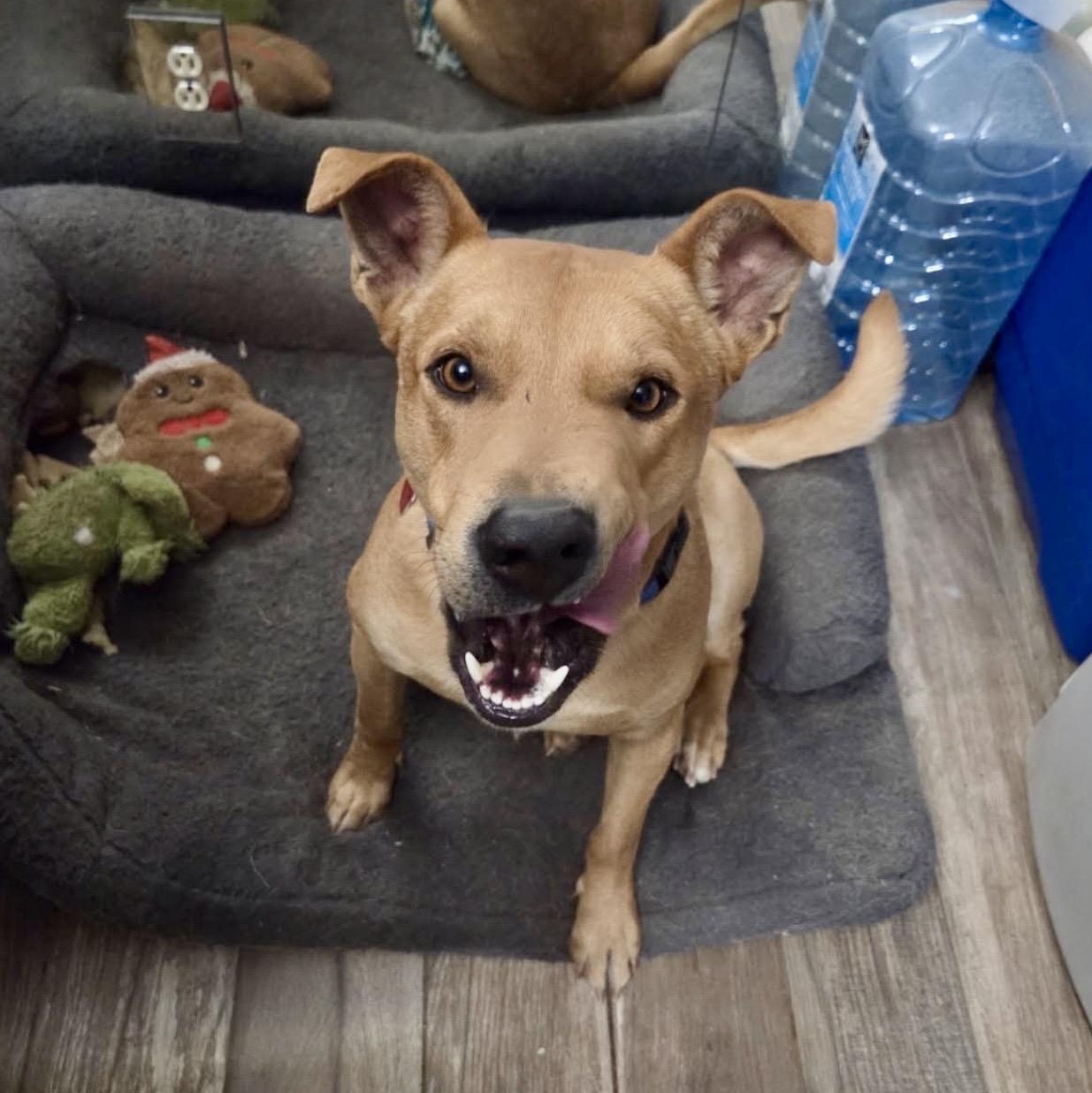 Canelo , a ADOPTABLE mixed breed in Pelham, NH image 4/6