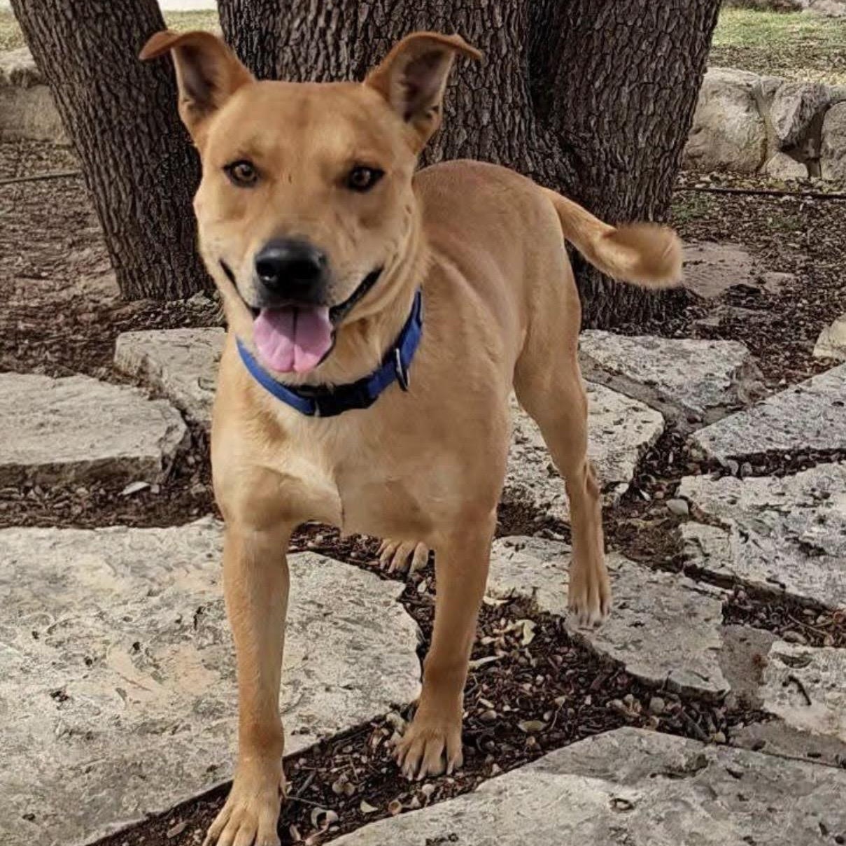 Canelo , ADOPTABLE, Young Male Labrador Retriever & Mixed Breed.