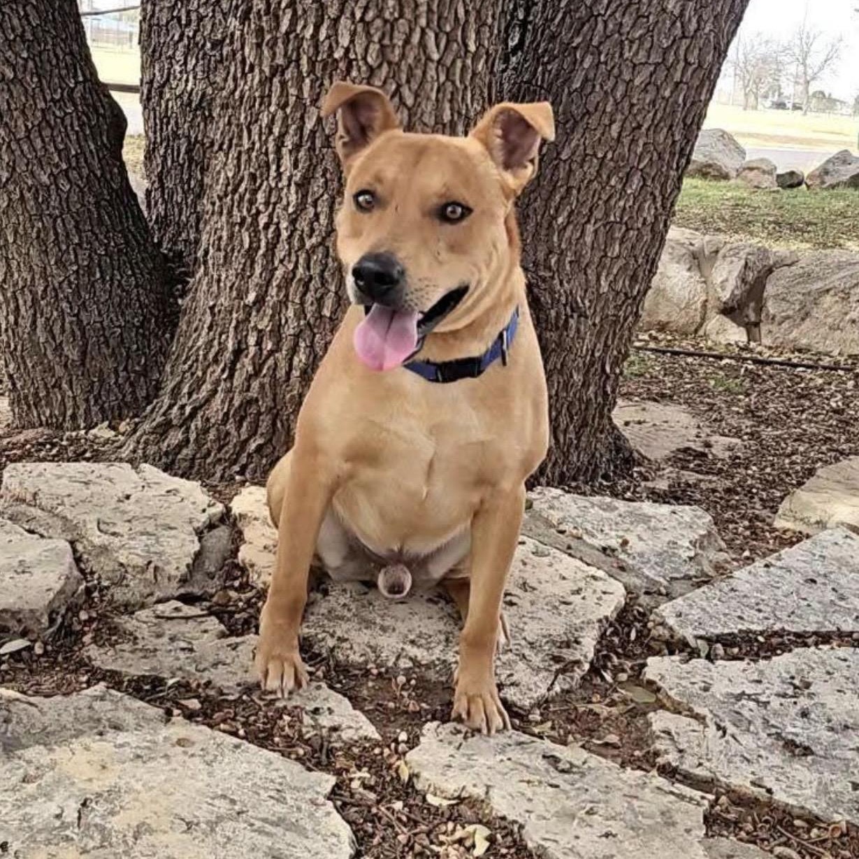 Canelo , a ADOPTABLE mixed breed in Pelham, NH image 2/6