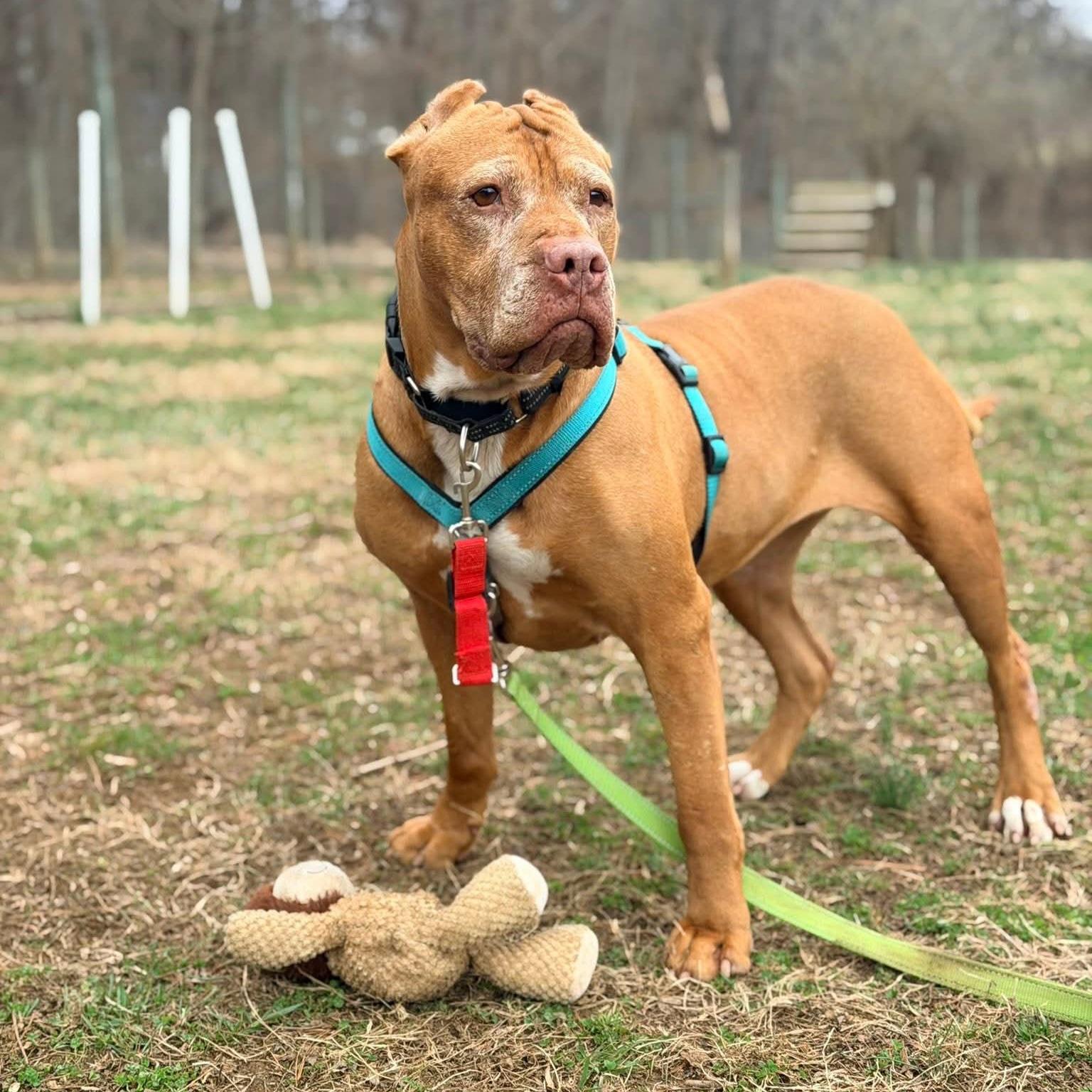 Enlarge Jolene, an adoptable mixed breed in Phoenixville, PA image 2/6