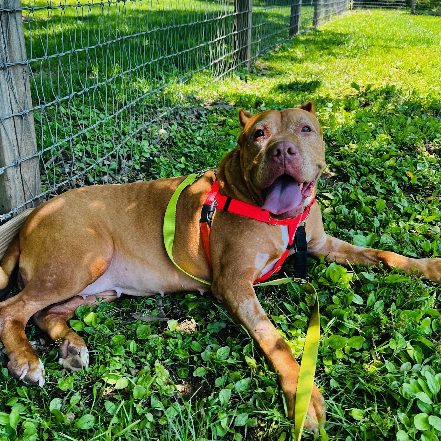 Enlarge Jolene, an adoptable mixed breed in Phoenixville, PA image 4/6