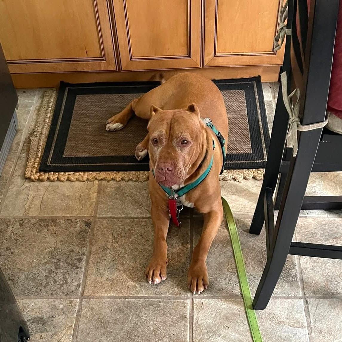 Enlarge Jolene, an adoptable mixed breed in Phoenixville, PA image 2/6