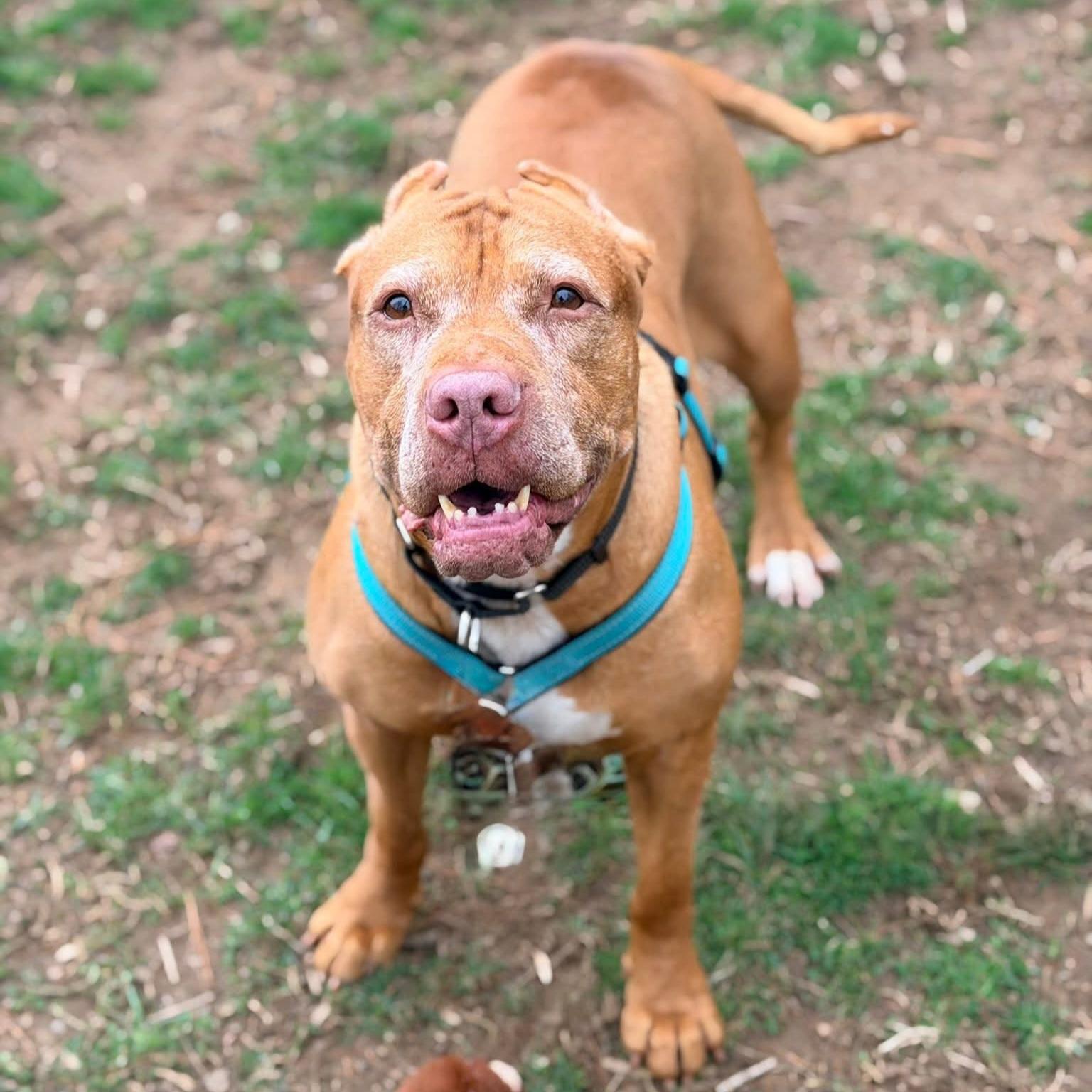 Jolene, adoptable, Senior Female Pit Bull Terrier.