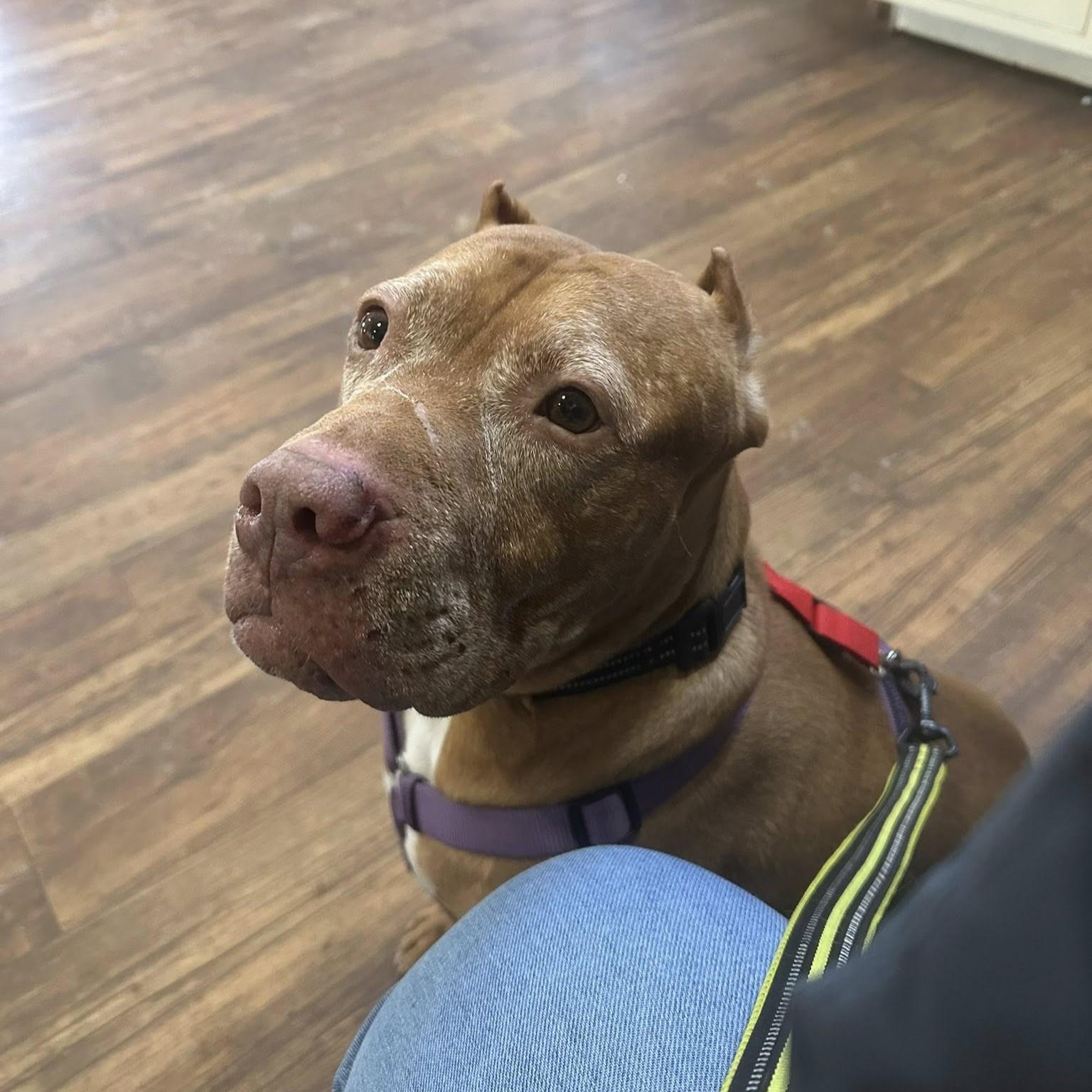 Enlarge Jolene, an adoptable mixed breed in Phoenixville, PA image 3/6