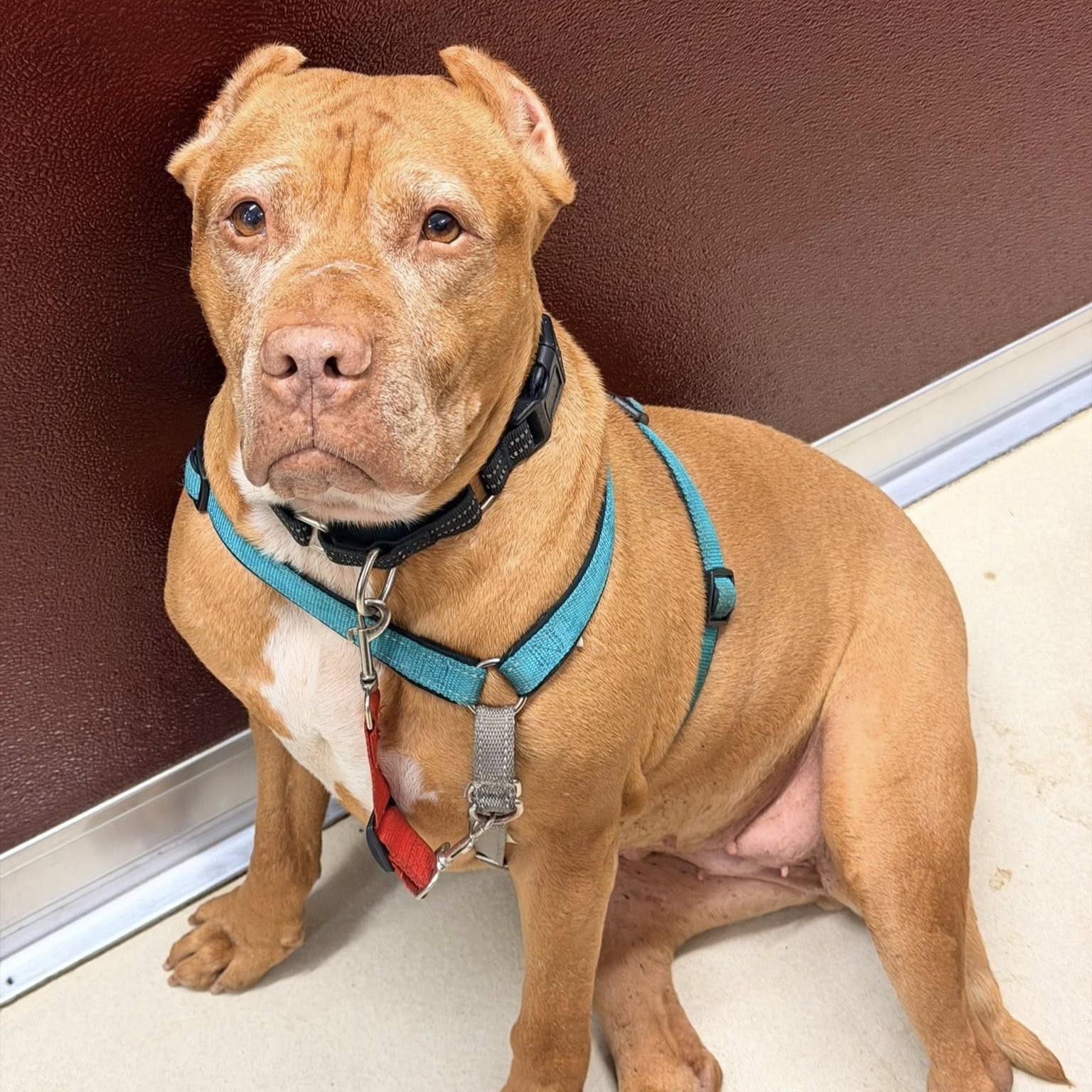 Enlarge Jolene, an adoptable mixed breed in Phoenixville, PA image 1/6