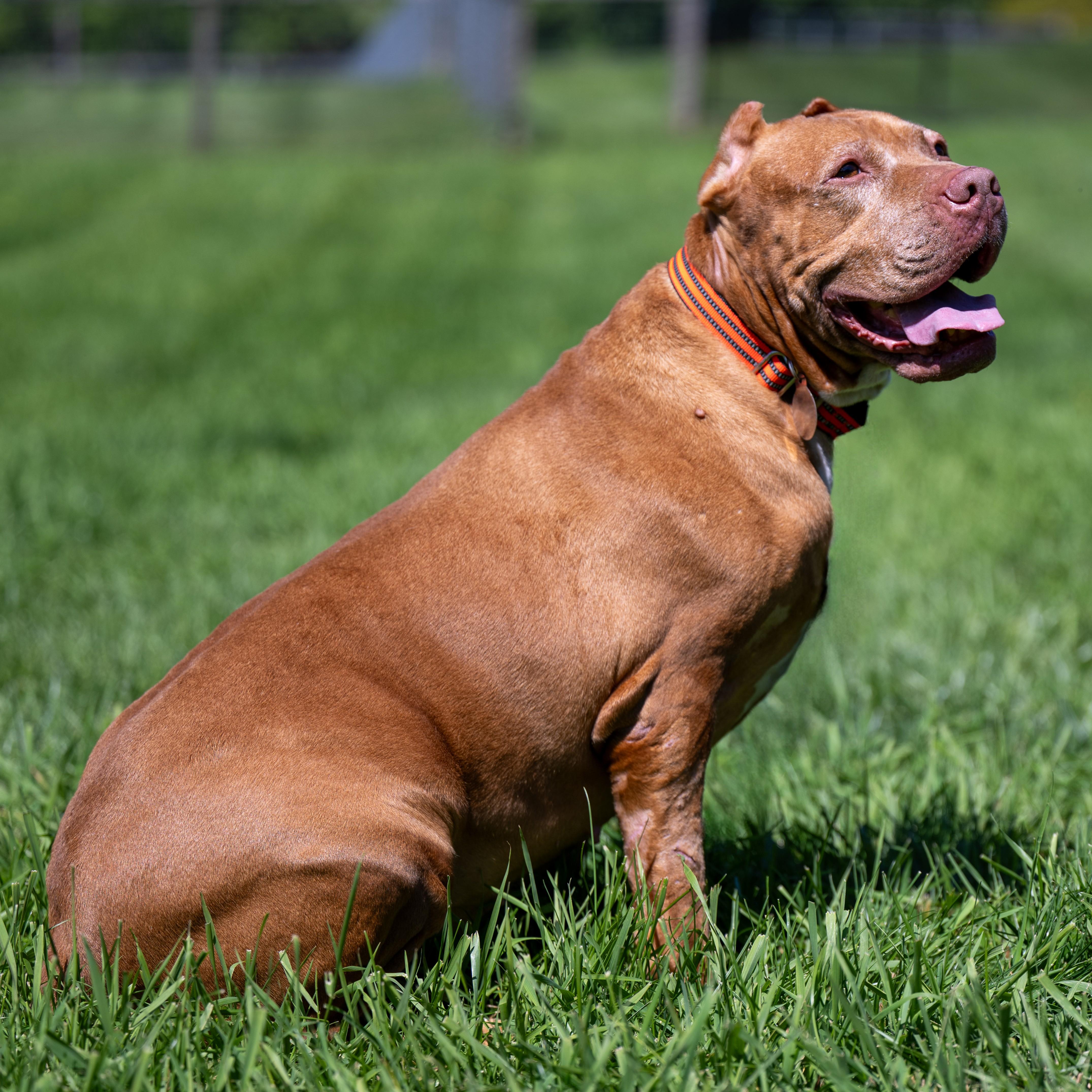 Enlarge Jolene, an adoptable mixed breed in Phoenixville, PA image 5/6