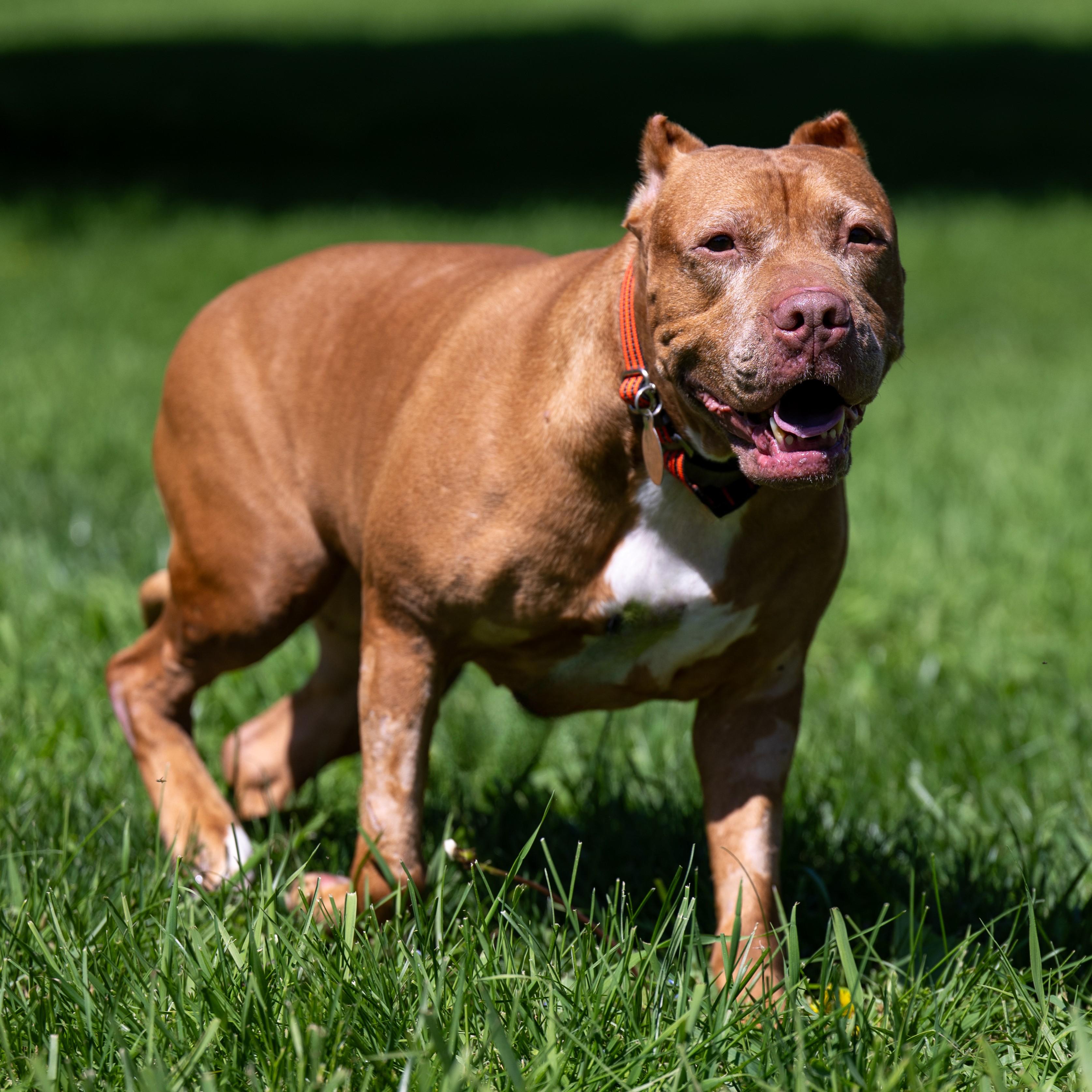 Enlarge Jolene, an adoptable mixed breed in Phoenixville, PA image 6/6