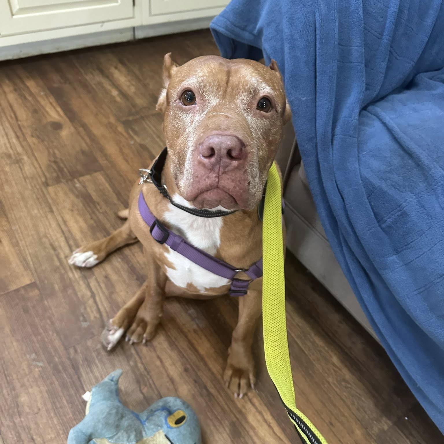 Enlarge Jolene, an adoptable mixed breed in Phoenixville, PA image 1/6