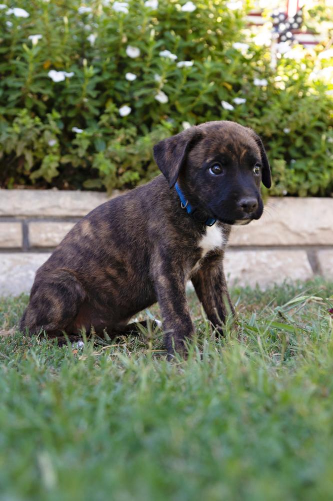 Carolina~ reserved and calm, a Adopted mixed breed in Encino, CA image 1/3