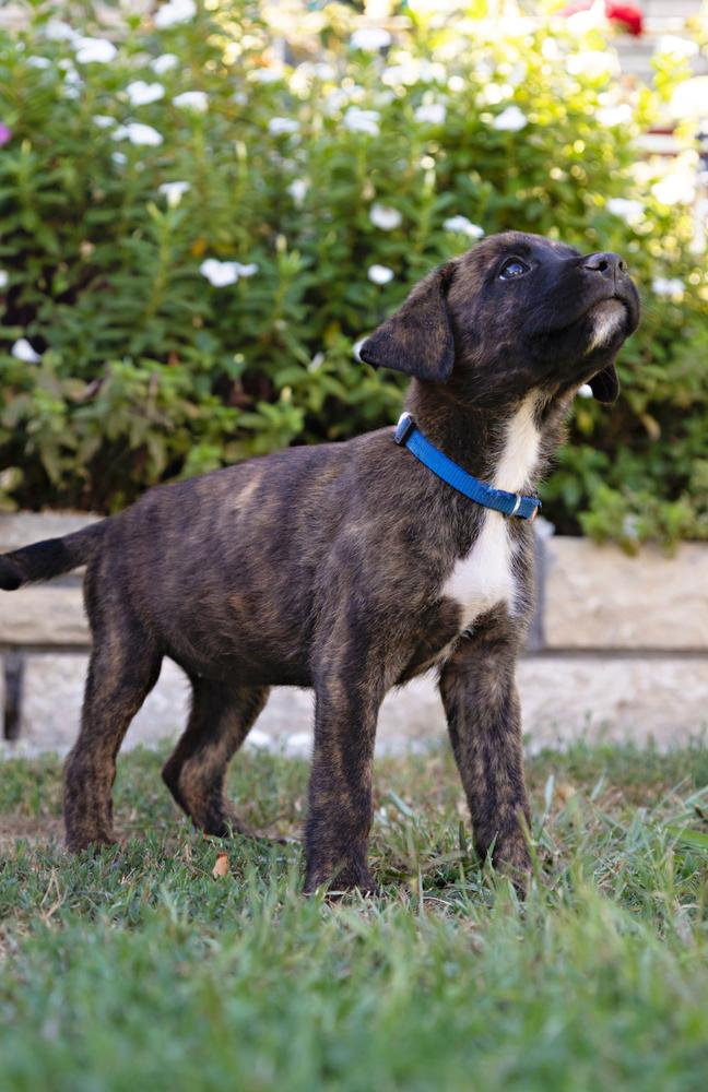 Carolina~ reserved and calm, a Adopted mixed breed in Encino, CA image 2/3