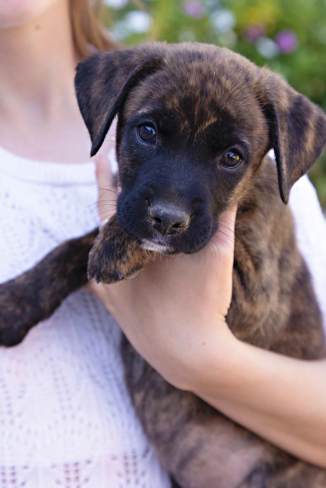 Carolina~ reserved and calm, a Adopted mixed breed in Encino, CA image 3/3
