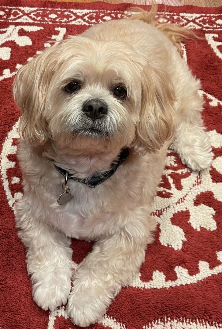 Enlarge Nikki, a Adopted Lhasa Apso in Blaine, WA image 1/3