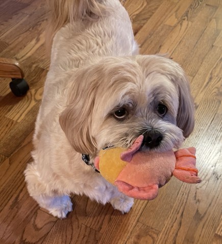 Enlarge Nikki, a Adopted Lhasa Apso in Blaine, WA image 2/3