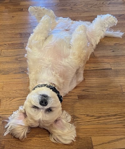 Enlarge Nikki, a Adopted Lhasa Apso in Blaine, WA image 3/3