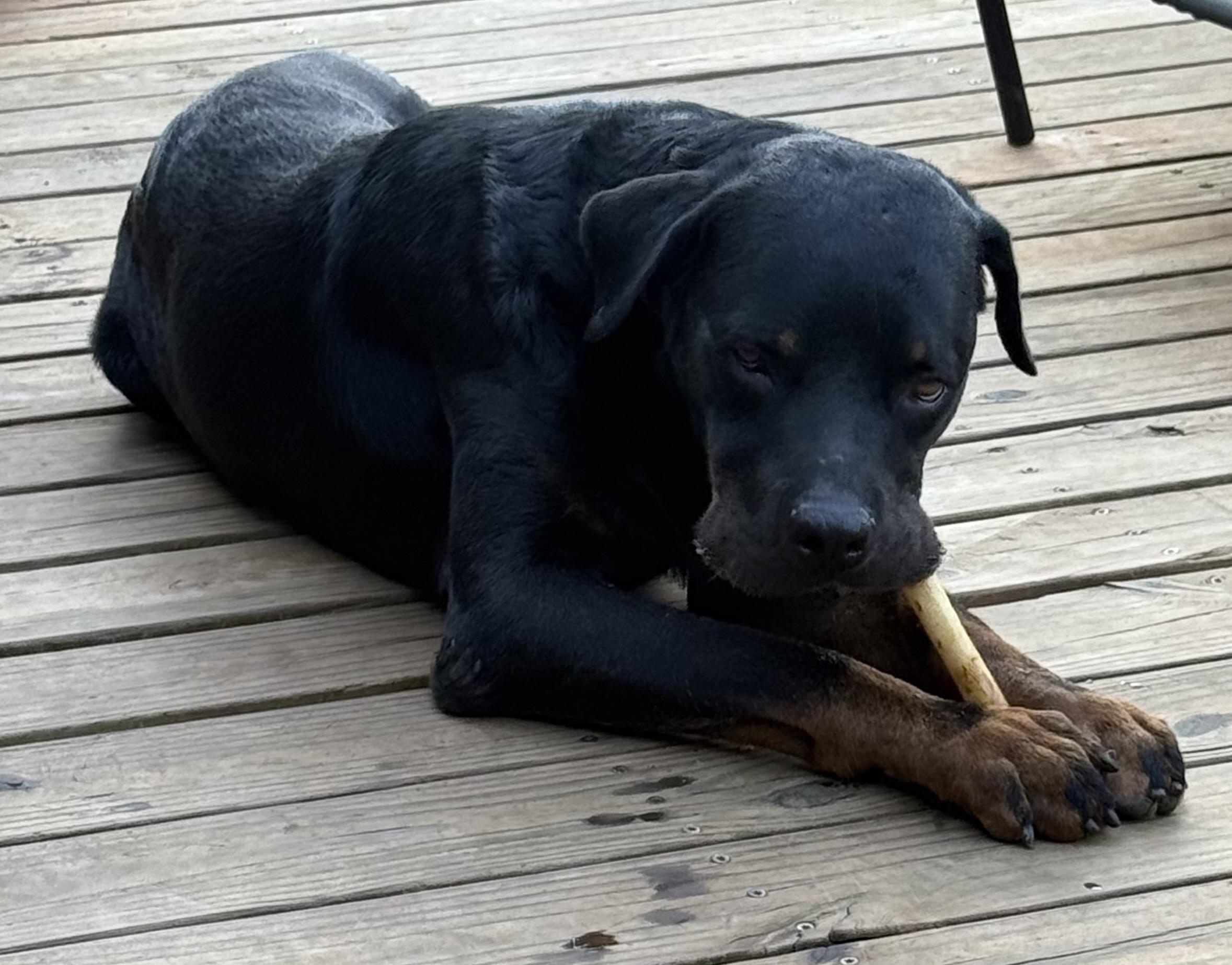 Snots, a ADOPTABLE mixed breed in Maiden, NC image 5/5