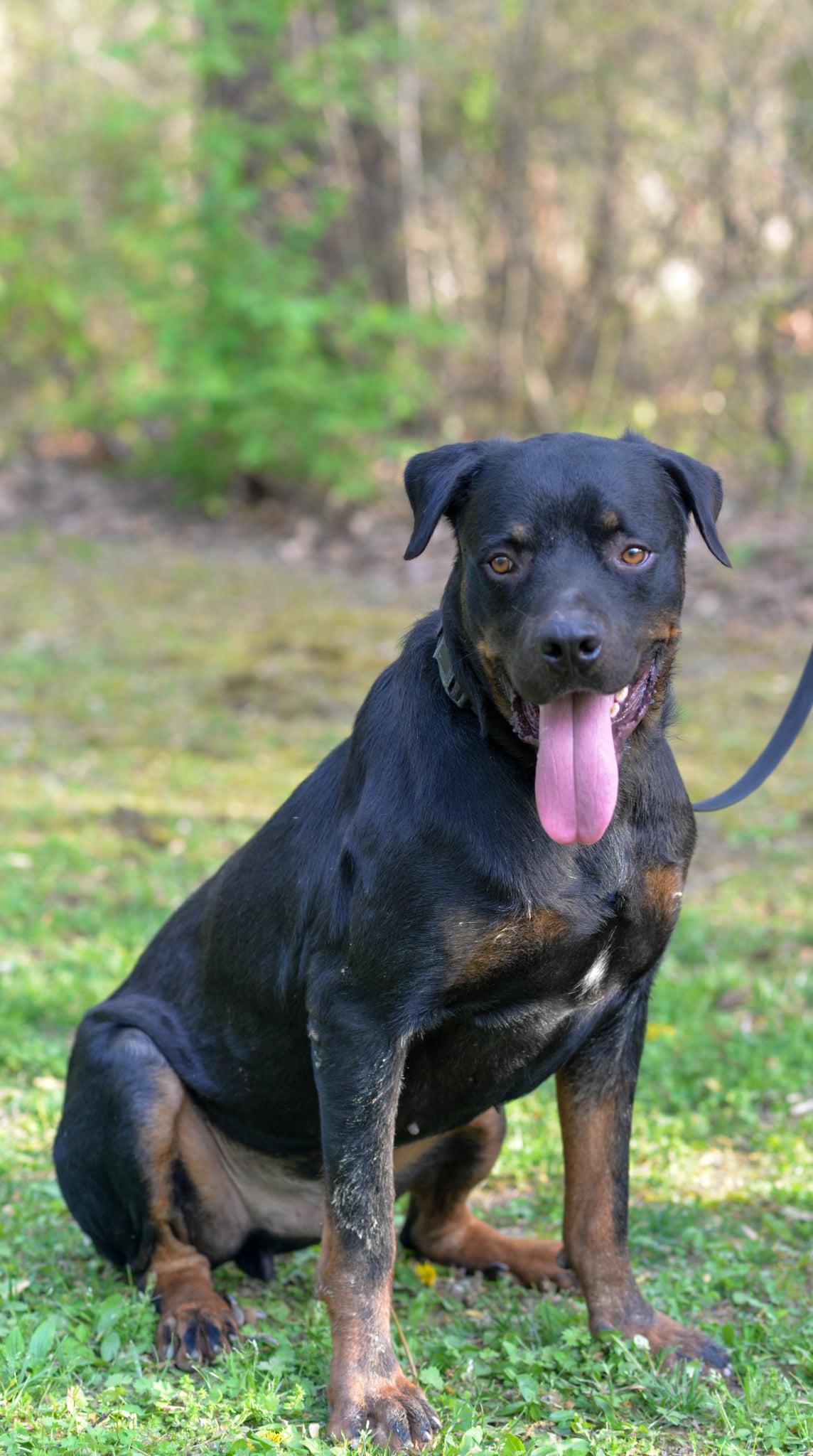 Enlarge Snots, a ADOPTABLE Rottweiler in Maiden, NC image 1/2