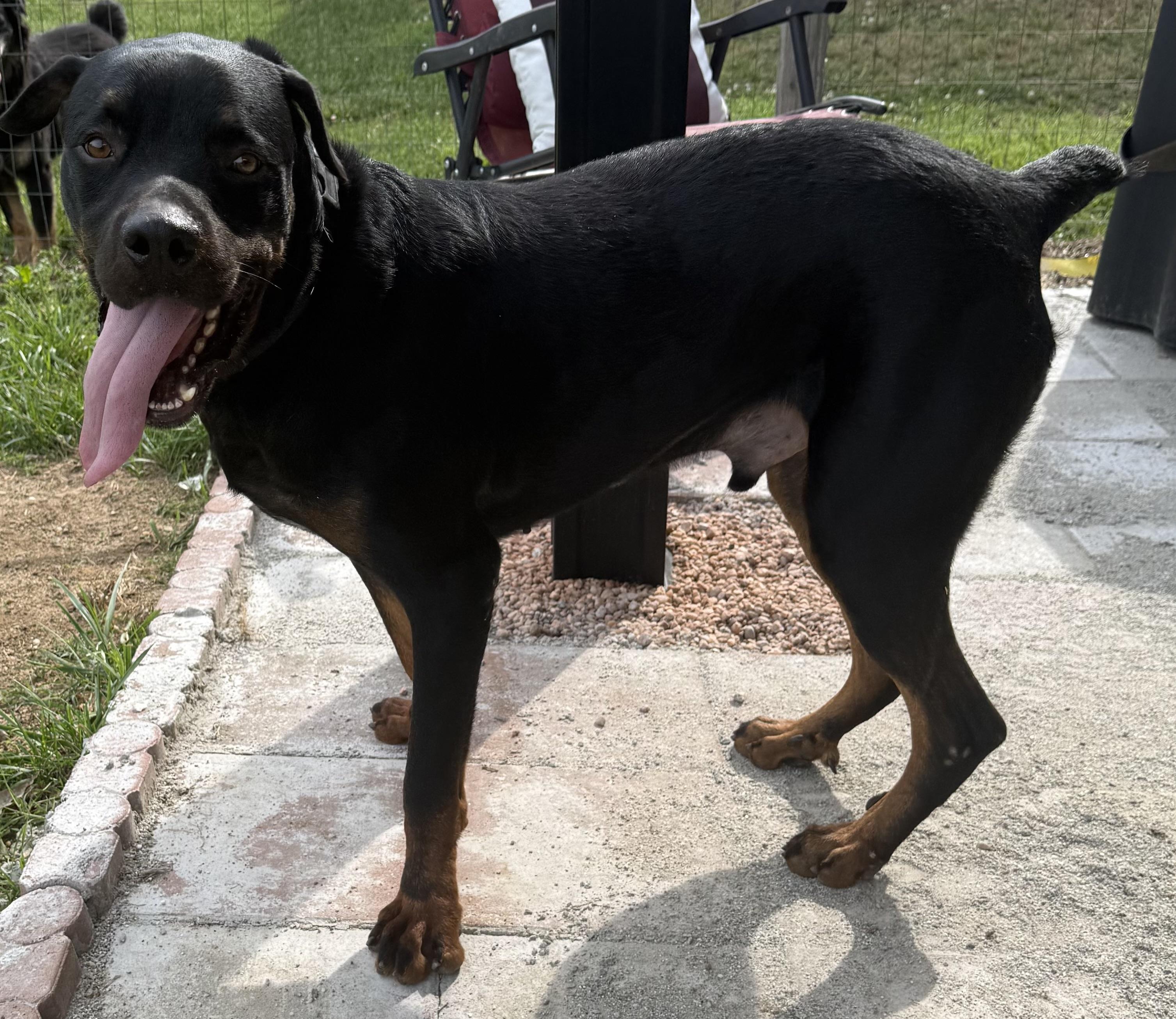 Enlarge Snots, a ADOPTABLE Rottweiler in Maiden, NC image 5/5