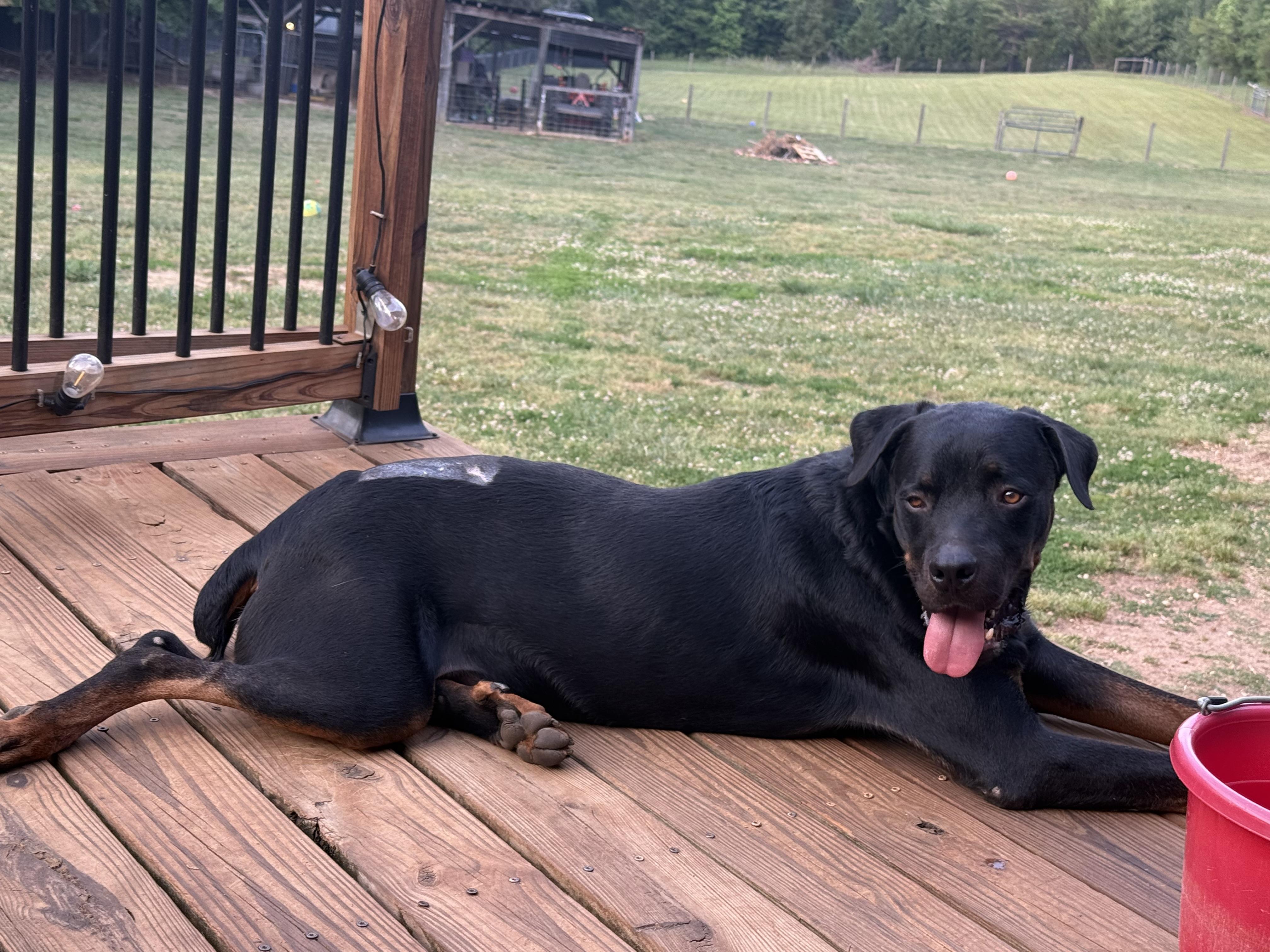 Snots, ADOPTABLE, Young Male Rottweiler.