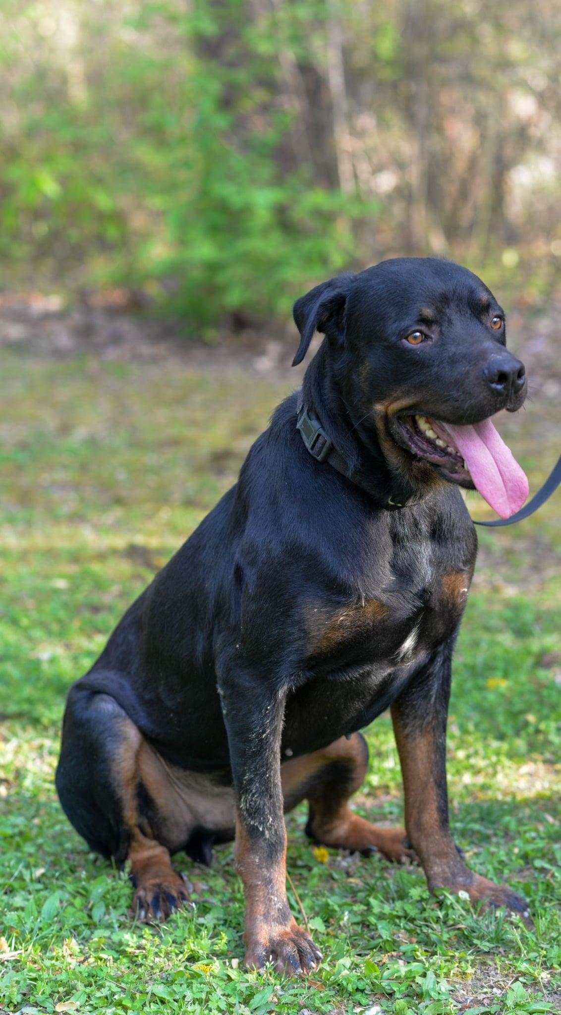 Enlarge Snots, a ADOPTABLE Rottweiler in Maiden, NC image 2/2