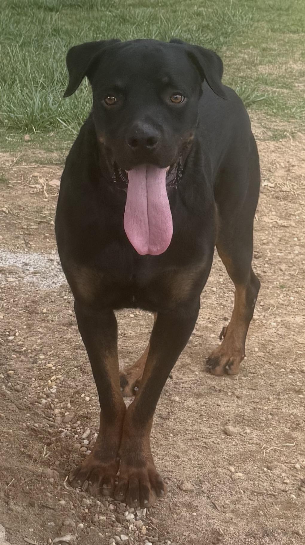 Enlarge Snots, a ADOPTABLE Rottweiler in Maiden, NC image 4/5