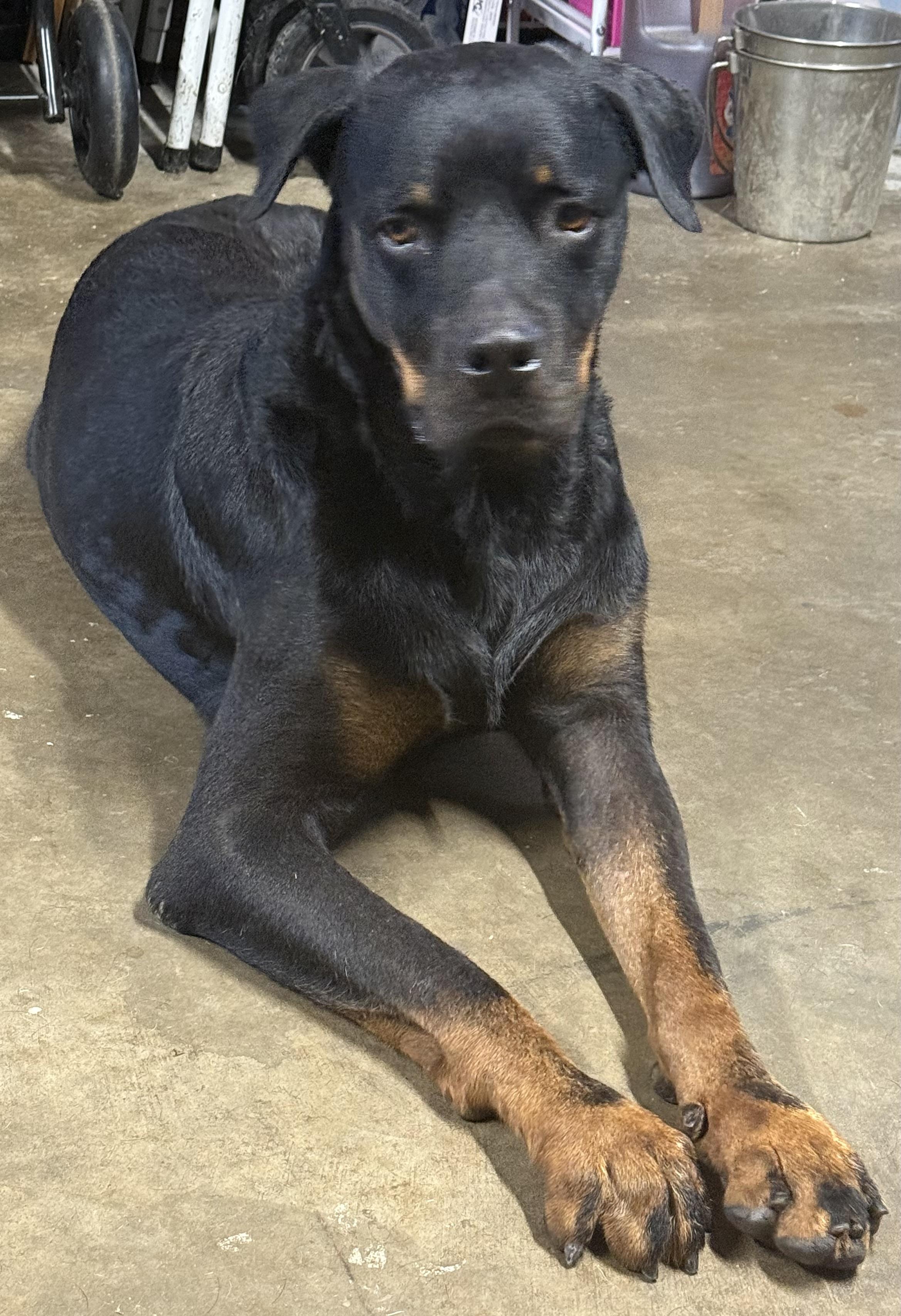 Snots, ADOPTABLE, Young Male Rottweiler & Doberman Pinscher.