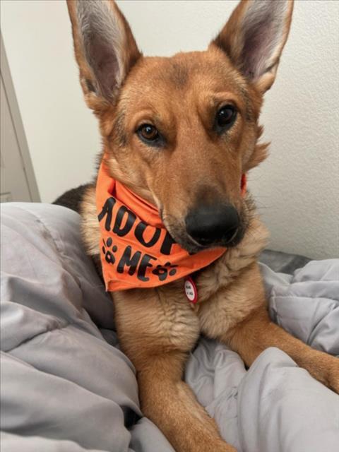 ESSEK, Adoptable, Adult Male German Shepherd Dog & Mixed Breed.