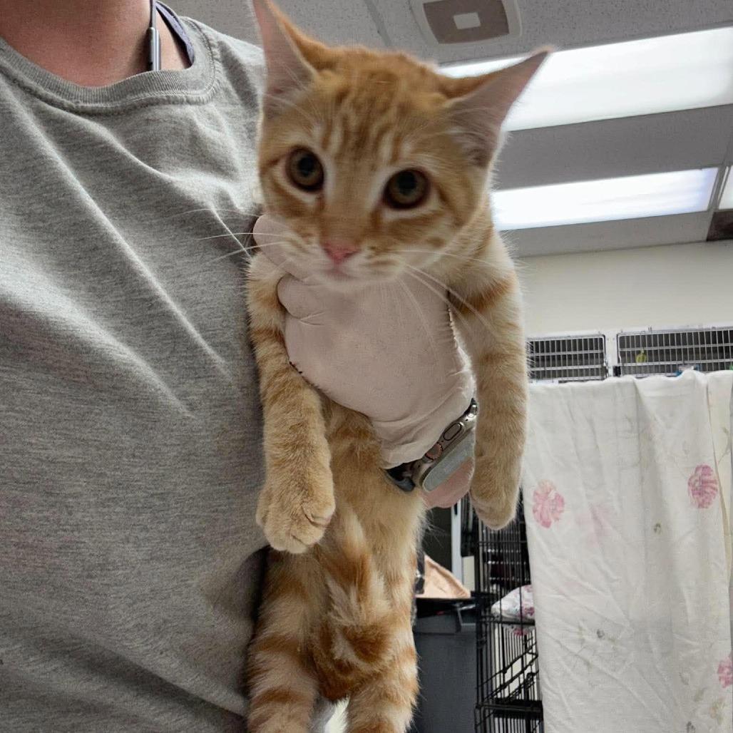 Enlarge Sunkist 26-09-157, a Adoptable Domestic Short Hair in Bastrop, TX image 1/1