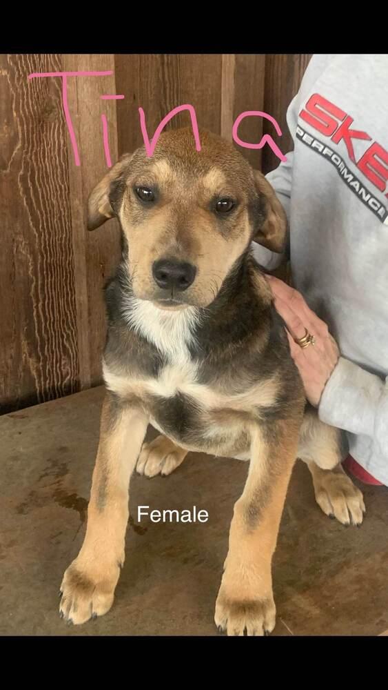 Tina Turner, Adopted, Puppy Female Labrador Retriever & Border Collie.