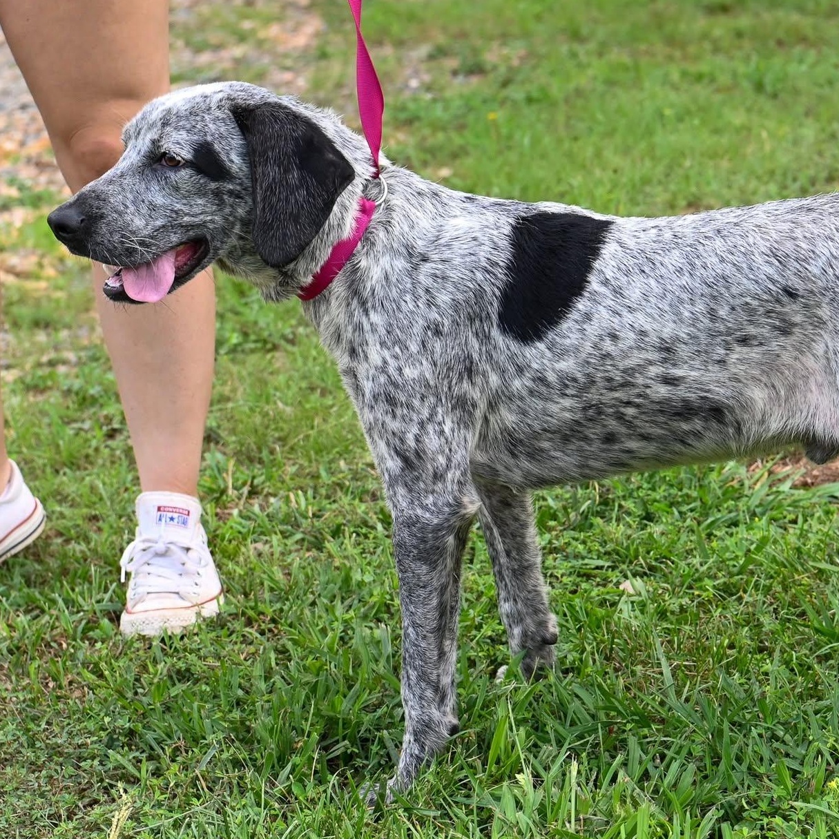 John, a ADOPTABLE mixed breed in Cumberland , VA image 3/4