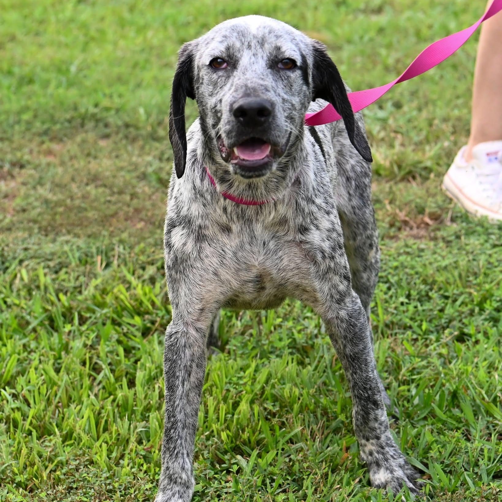 John, a ADOPTABLE mixed breed in Cumberland , VA image 2/4