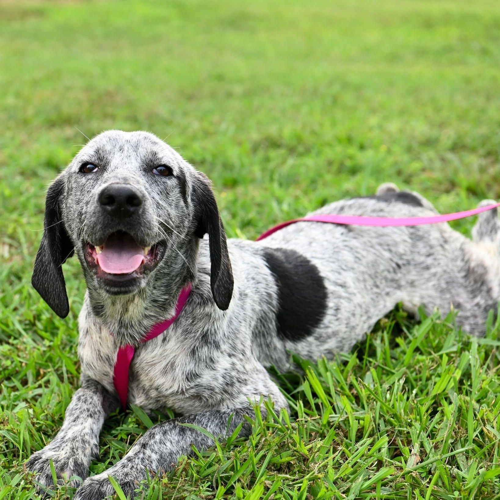 John, a ADOPTABLE mixed breed in Cumberland , VA image 1/4