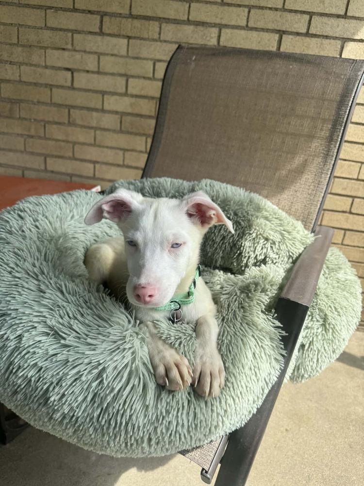 Enlarge Nyx, a Adoptable mixed breed in Springdale, PA image 4/6