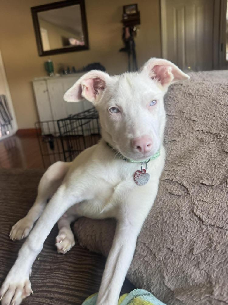 Enlarge Nyx, a Adoptable mixed breed in Springdale, PA image 6/6