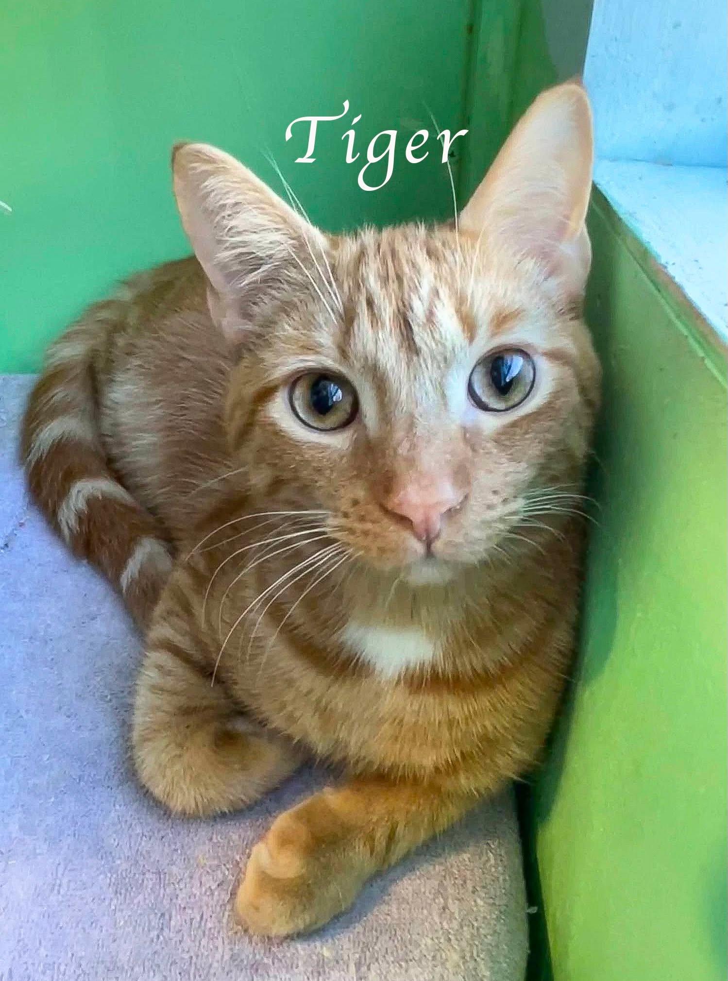 Tiger, Adopted, Young Male Domestic Short Hair.