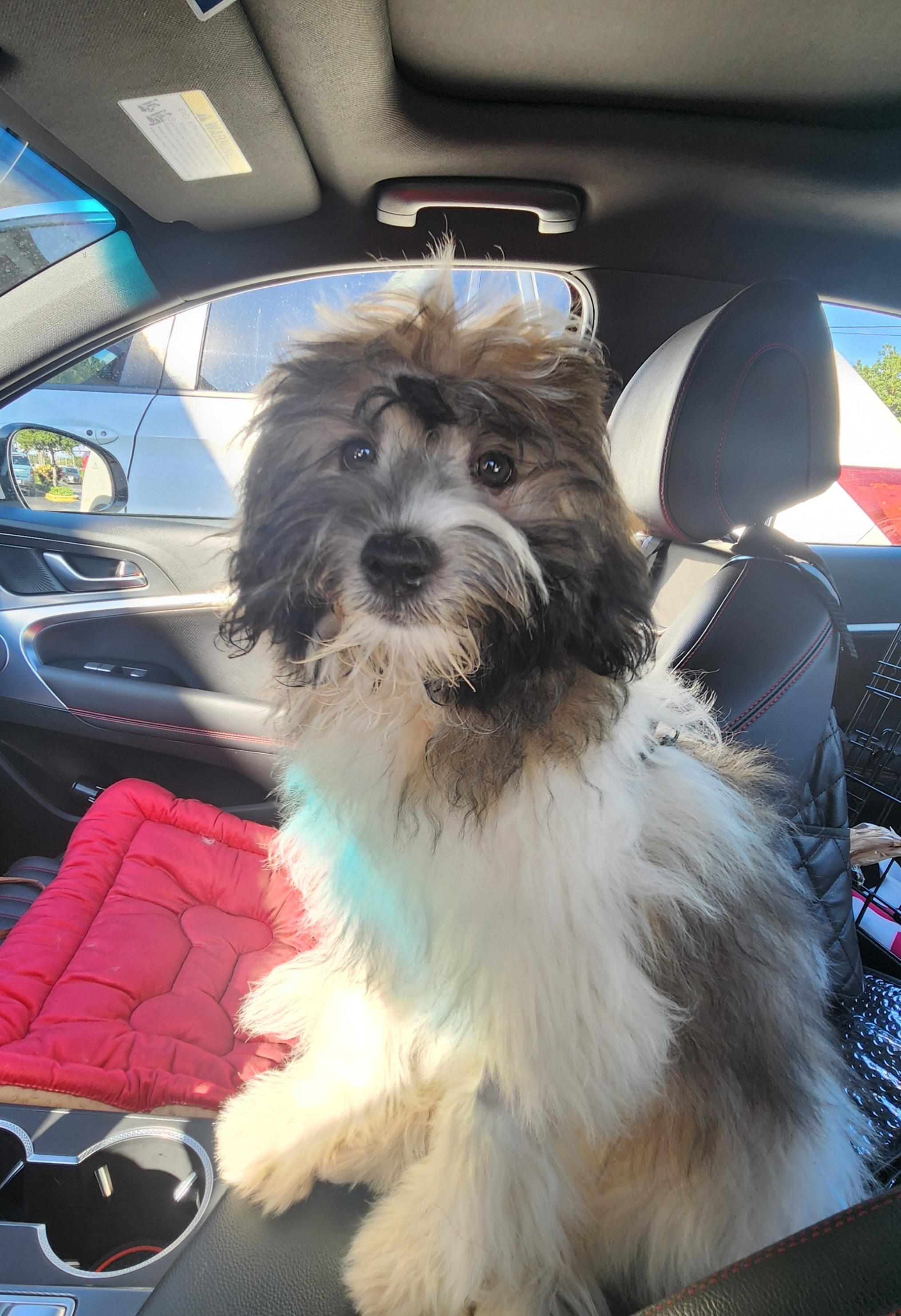 Enlarge Hershey, a Adopted Shih poo in Deerfield Beach, FL image 2/5