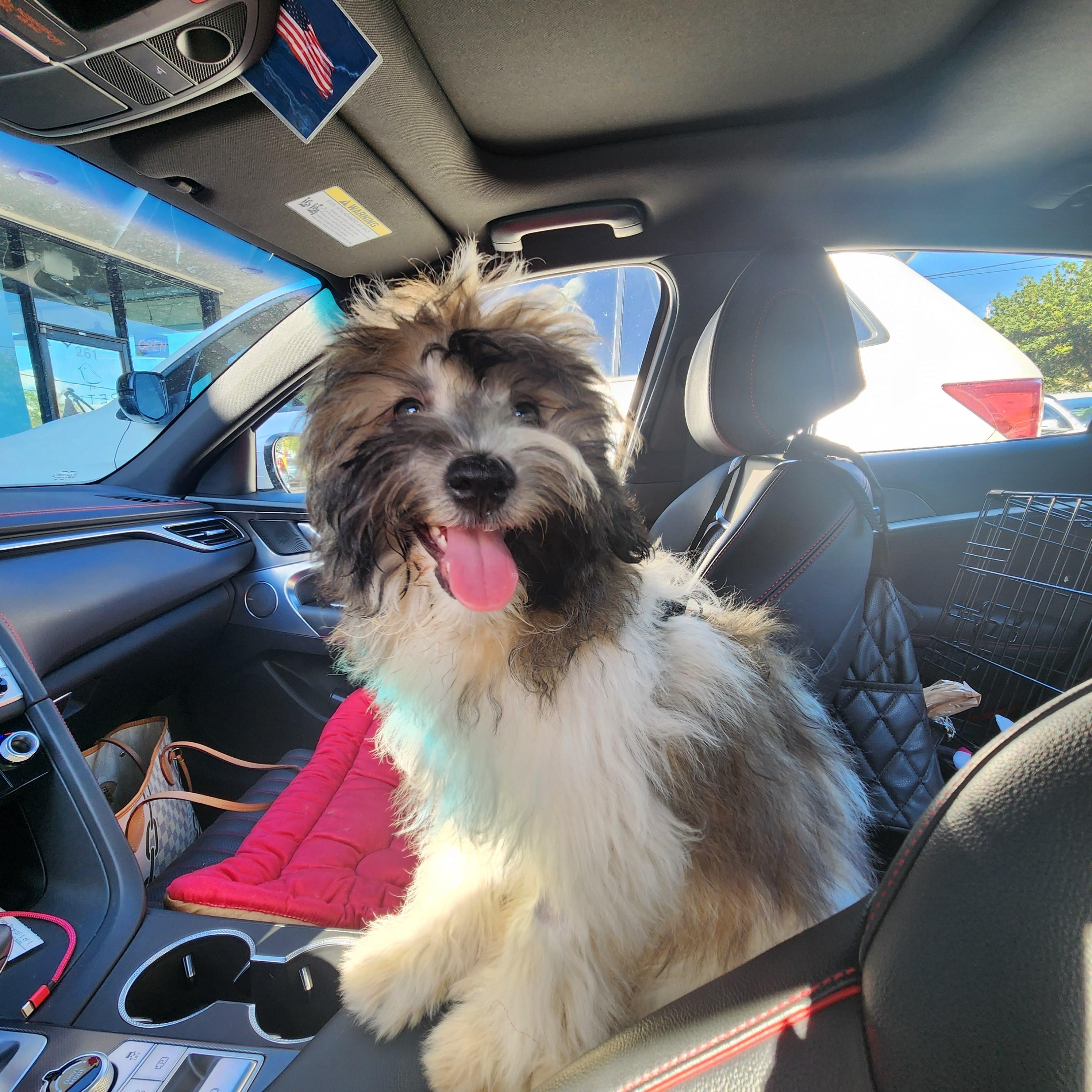 Enlarge Hershey, a Adopted Shih poo in Deerfield Beach, FL image 3/5