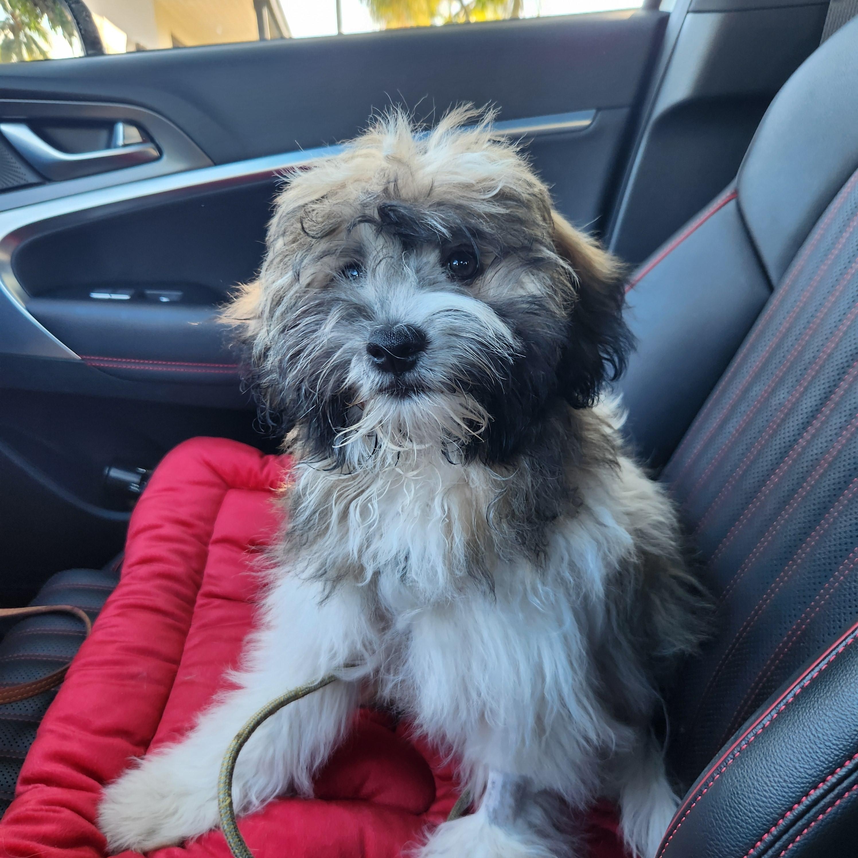 Enlarge Hershey, a Adopted Shih poo in Deerfield Beach, FL image 4/5