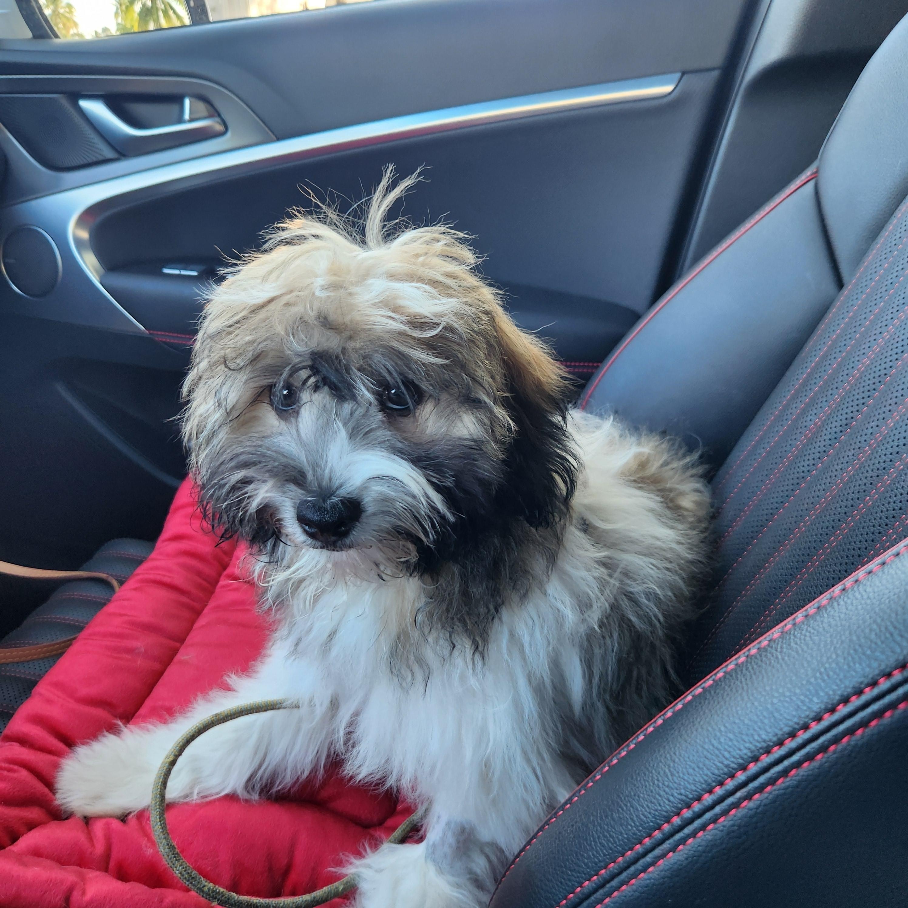 Enlarge Hershey, a Adopted Shih poo in Deerfield Beach, FL image 5/5
