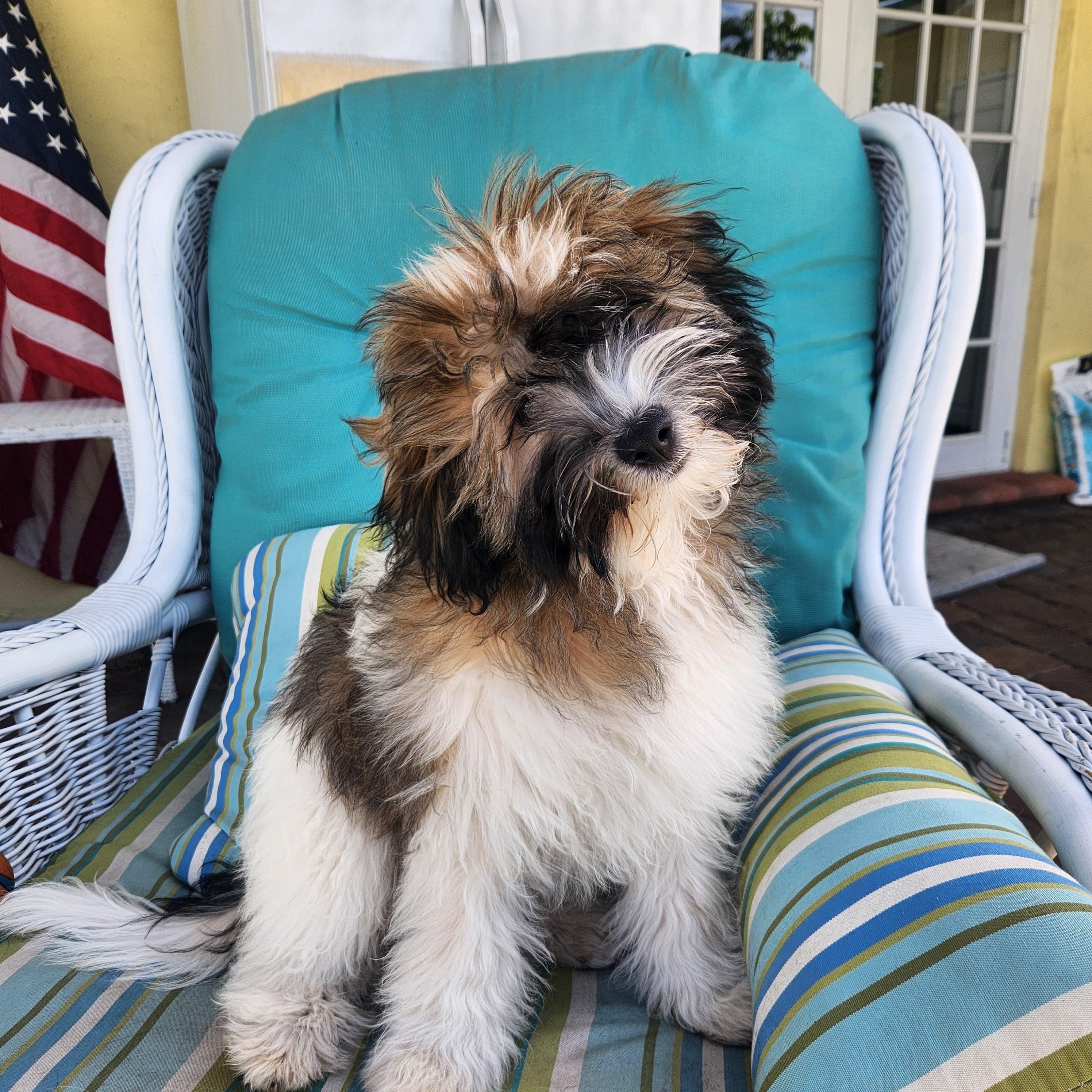 Enlarge Hershey, a Adopted Shih poo in Deerfield Beach, FL image 1/5