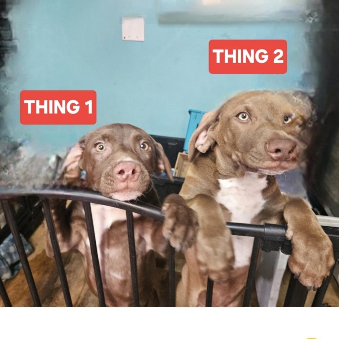 Enlarge Thing 1, a Adoptable mixed breed in phenix city, AL image 3/3